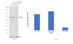 PKC delta Antibody in Western Blot (WB)