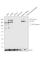 VWF Antibody in Western Blot (WB)