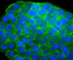 IGF2 Antibody in Immunocytochemistry (ICC/IF)