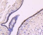 IGF2 Antibody in Immunohistochemistry (Paraffin) (IHC (P))