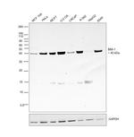 BMI-1 Antibody in Western Blot (WB)