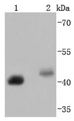 BMI-1 Antibody in Western Blot (WB)