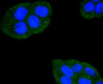 Fas Antibody in Immunocytochemistry (ICC/IF)