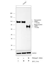 CD107a (LAMP-1) Antibody in Western Blot (WB)