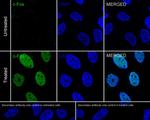 c-Fos Antibody in Immunocytochemistry (ICC/IF)