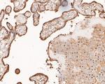 c-Fos Antibody in Immunohistochemistry (Paraffin) (IHC (P))