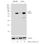 c-Fos Antibody in Western Blot (WB)