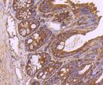 IDE Antibody in Immunohistochemistry (Paraffin) (IHC (P))