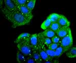 CD206 (MMR) Antibody in Immunocytochemistry (ICC/IF)