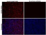 CD206 (MMR) Antibody in Immunohistochemistry (Paraffin) (IHC (P))