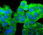 RPSA Antibody in Immunocytochemistry (ICC/IF)