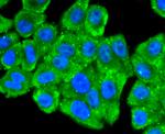 RPSA Antibody in Immunocytochemistry (ICC/IF)