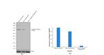 CD71 (Transferrin Receptor) Antibody in Western Blot (WB)