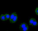 VAMP8 Antibody in Immunocytochemistry (ICC/IF)