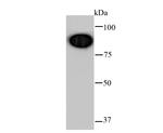 Glucocorticoid Receptor Antibody in Western Blot (WB)