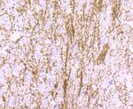 MBP Antibody in Immunohistochemistry (Paraffin) (IHC (P))