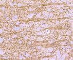 MBP Antibody in Immunohistochemistry (Paraffin) (IHC (P))