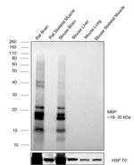 MBP Antibody in Western Blot (WB)