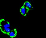 Fibronectin Antibody in Immunocytochemistry (ICC/IF)