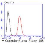 gamma Catenin Antibody in Flow Cytometry (Flow)