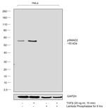 Phospho-SMAD2 (Ser255) Antibody