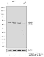 Phospho-SMAD2 (Ser255) Antibody in Western Blot (WB)