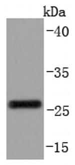 CD99 Antibody in Western Blot (WB)