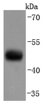 CNPase Antibody in Western Blot (WB)