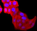 Galectin 3 Antibody in Immunocytochemistry (ICC/IF)