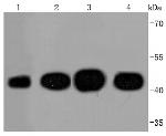 Actin Antibody in Western Blot (WB)