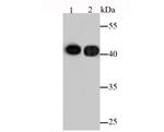 Actin Antibody in Western Blot (WB)