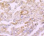 Albumin Antibody in Immunohistochemistry (Paraffin) (IHC (P))