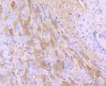 Albumin Antibody in Immunohistochemistry (Paraffin) (IHC (P))