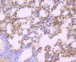 Albumin Antibody in Immunohistochemistry (Paraffin) (IHC (P))