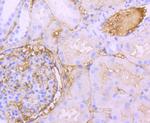 Albumin Antibody in Immunohistochemistry (Paraffin) (IHC (P))