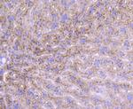 Albumin Antibody in Immunohistochemistry (Paraffin) (IHC (P))