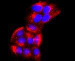 CD147 Antibody in Immunocytochemistry (ICC/IF)