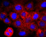 CD147 Antibody in Immunocytochemistry (ICC/IF)