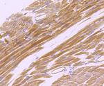 CD147 Antibody in Immunohistochemistry (Paraffin) (IHC (P))