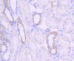 Jagged1 Antibody in Immunohistochemistry (Paraffin) (IHC (P))