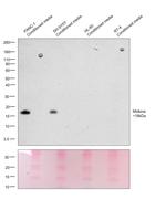 Midkine Antibody