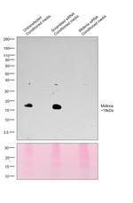 Midkine Antibody in Western Blot (WB)