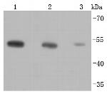 beta Tubulin Antibody in Western Blot (WB)