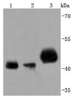 PDHA1 Antibody in Western Blot (WB)