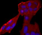 Neutrophil elastase Antibody in Immunocytochemistry (ICC/IF)