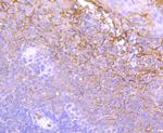 Neutrophil elastase Antibody in Immunohistochemistry (Paraffin) (IHC (P))