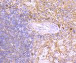 Human IgM Antibody in Immunohistochemistry (Paraffin) (IHC (P))