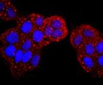 S100P Antibody in Immunocytochemistry (ICC/IF)