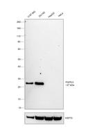 PGP9.5 Antibody in Western Blot (WB)