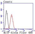MiTF Antibody in Flow Cytometry (Flow)